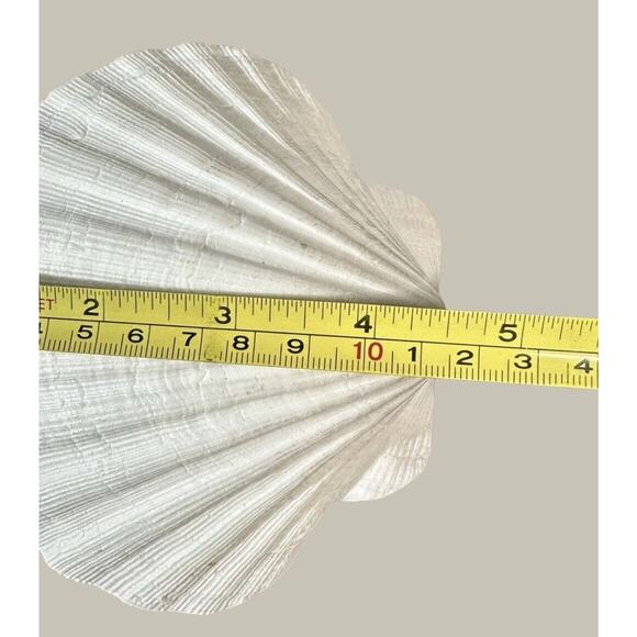 Seashells 2 Large & 2 Smaller Ones Estate Sale Find Very Beautiful - Lot Of 4 - Picture 13 of 16